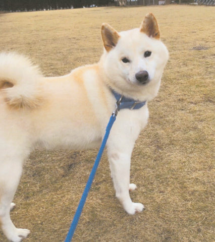 犬 公益社団法人日本動物福祉協会 犬 公益社団法人日本動物福祉協会